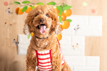 No.55-1(わんカフェ2025年11月2日)