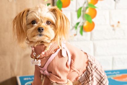 No.56-7(わんカフェ2025年11月2日)