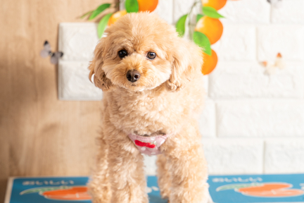 No.57-4(わんカフェ2025年11月2日)