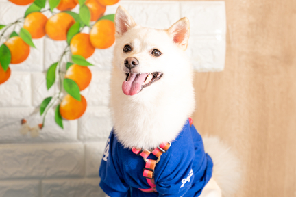 No.58-5(わんカフェ2025年11月2日)