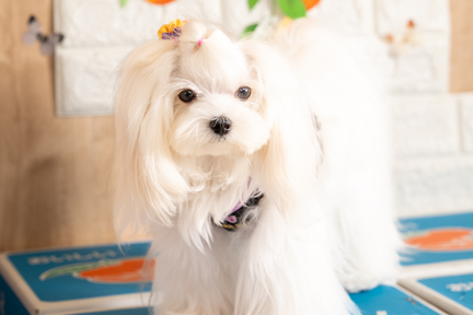 No.59-5(わんカフェ2025年11月2日)