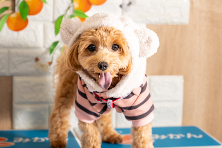 No.60-12(わんカフェ2025年11月2日)