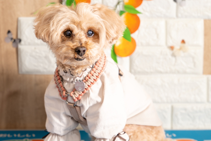 No.61-6(わんカフェ2025年11月2日)