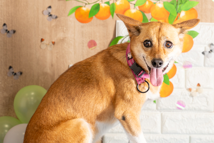 No.2-6(わんカフェ2025年11月2日)